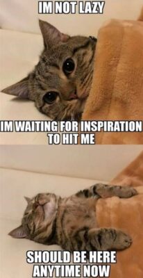 Funny Cat Memes Image