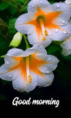 Bright sun Good Morning Gif feels fresh