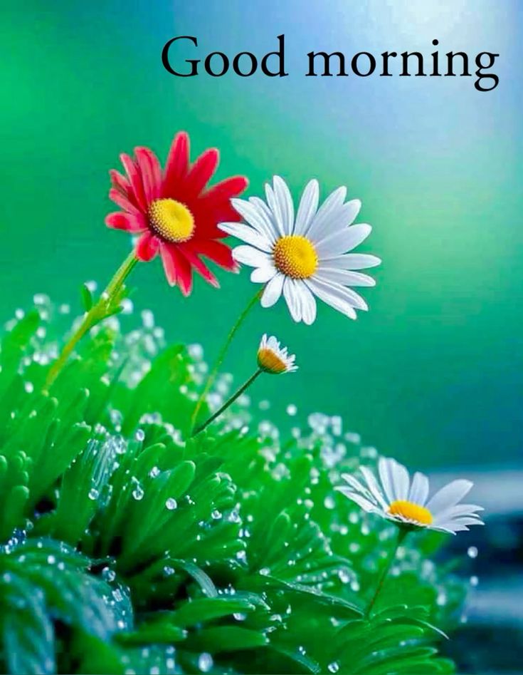 Good Morning Images For Whatsapp