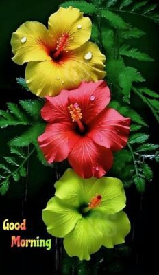 Stylish Good Morning Gif trends daily