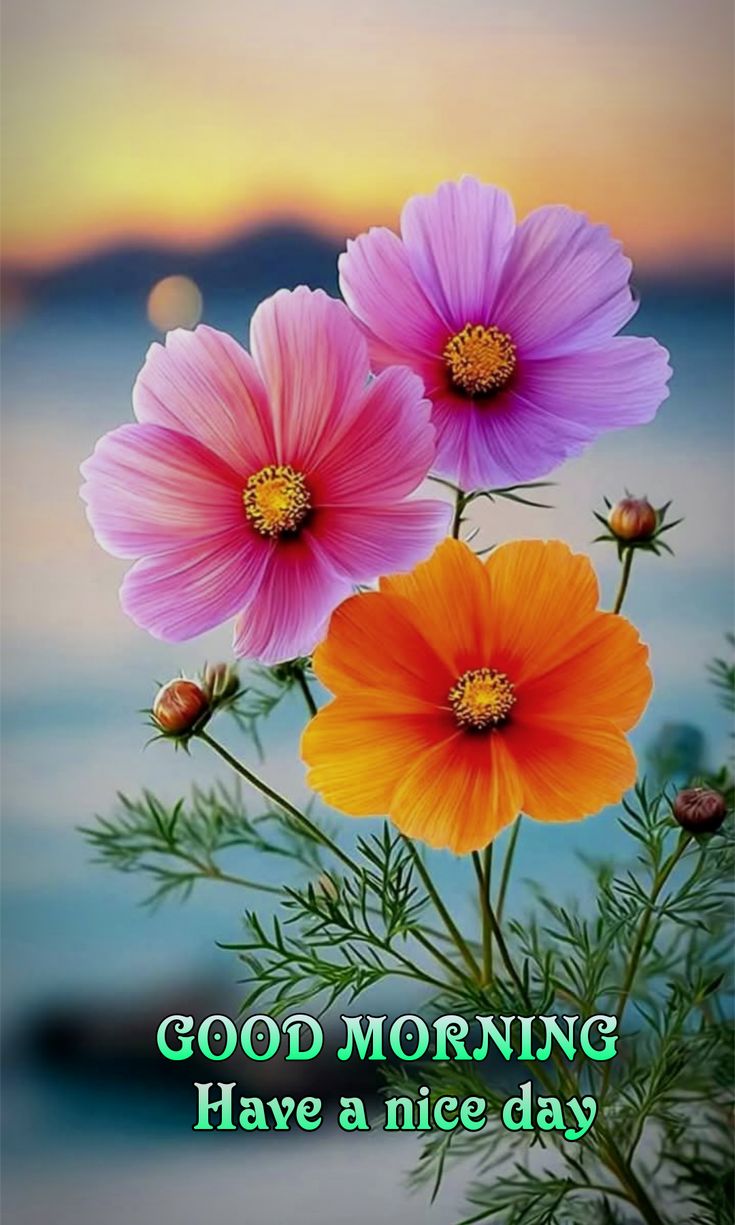 Bright Good Morning Images help start your day with positivity