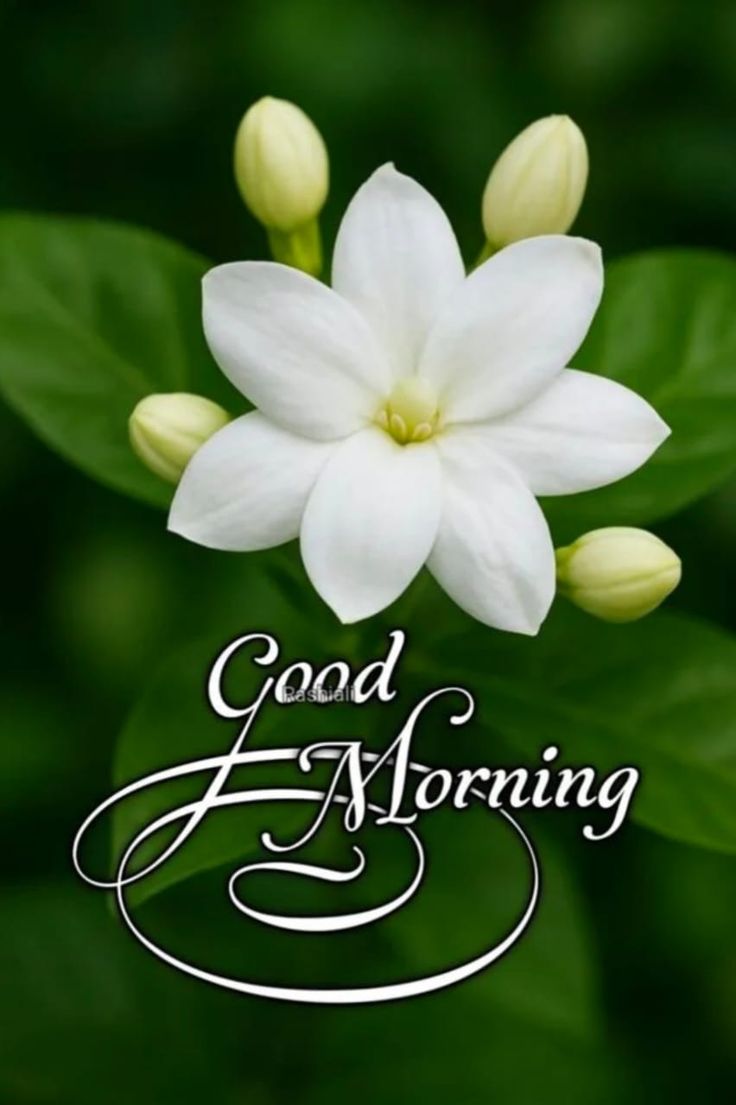 Colorful Good Morning Images make mornings feel cheerful