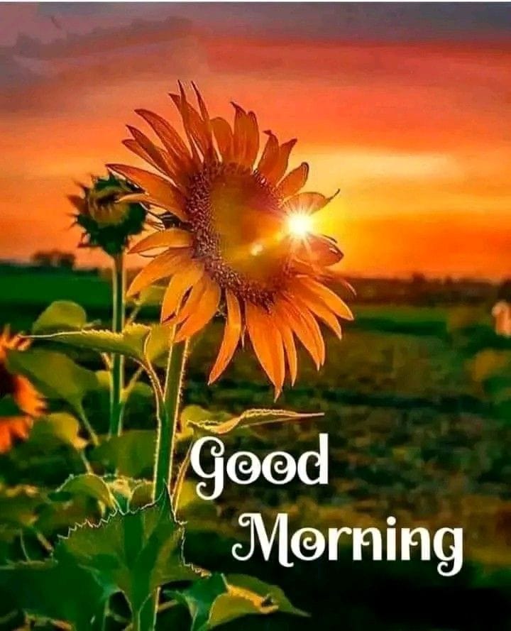 Cute Good Morning Images bring smiles instantly