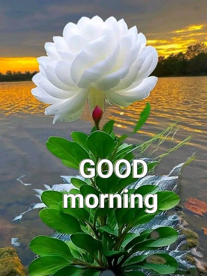 Inspiring Good Morning Images motivate you for the whole day